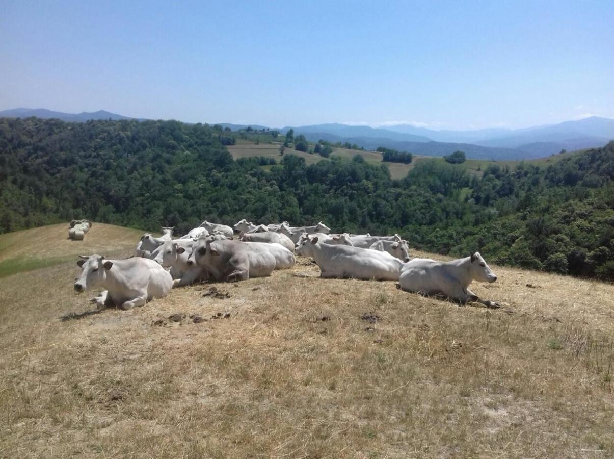 Residenza Anastasia Ceva Buitenkant foto